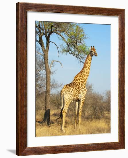 Giraffe (Giraffa Camelopardalis), Kapama Game Reserve, South Africa, Africa-Sergio Pitamitz-Framed Photographic Print