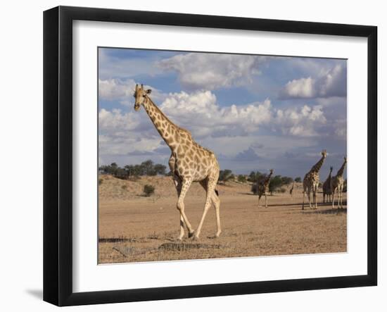 Giraffe (Giraffa Camelopardalis), Kgalagadi Transfrontier Park, Northern Cape, South Africa, Africa-Ann & Steve Toon-Framed Photographic Print