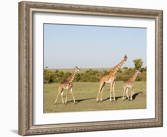 Giraffe (Giraffa Camelopardalis), Masai Mara, Kenya, East Africa, Africa-Sergio Pitamitz-Framed Photographic Print