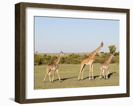 Giraffe (Giraffa Camelopardalis), Masai Mara, Kenya, East Africa, Africa-Sergio Pitamitz-Framed Photographic Print