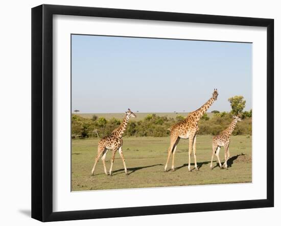 Giraffe (Giraffa Camelopardalis), Masai Mara, Kenya, East Africa, Africa-Sergio Pitamitz-Framed Photographic Print
