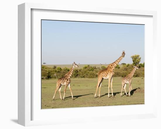 Giraffe (Giraffa Camelopardalis), Masai Mara, Kenya, East Africa, Africa-Sergio Pitamitz-Framed Photographic Print