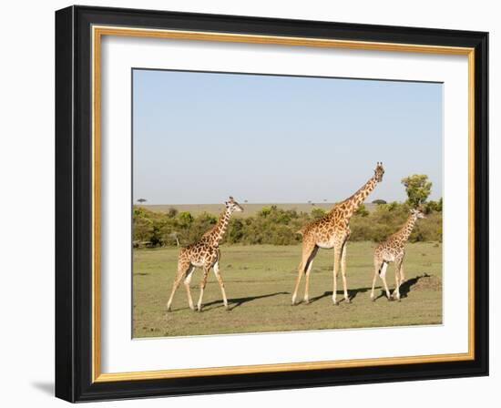 Giraffe (Giraffa Camelopardalis), Masai Mara, Kenya, East Africa, Africa-Sergio Pitamitz-Framed Photographic Print