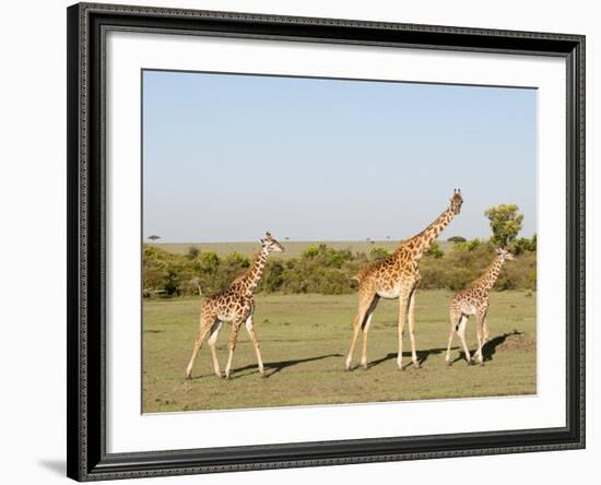 Giraffe (Giraffa Camelopardalis), Masai Mara, Kenya, East Africa, Africa-Sergio Pitamitz-Framed Photographic Print