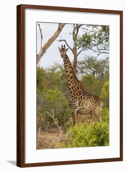 Giraffe (Giraffa camelopardalis), Mkhaya Game Reserve, Swaziland, Africa-Christian Kober-Framed Photographic Print