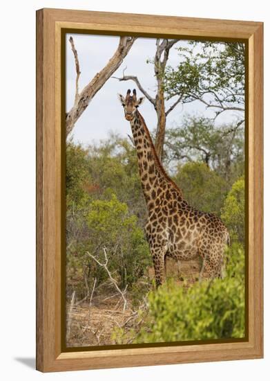 Giraffe (Giraffa camelopardalis), Mkhaya Game Reserve, Swaziland, Africa-Christian Kober-Framed Premier Image Canvas