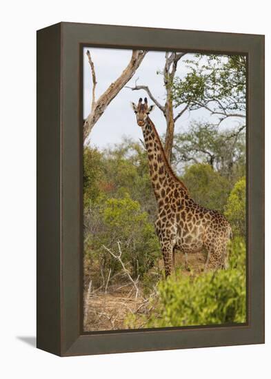 Giraffe (Giraffa camelopardalis), Mkhaya Game Reserve, Swaziland, Africa-Christian Kober-Framed Premier Image Canvas