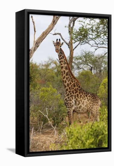 Giraffe (Giraffa camelopardalis), Mkhaya Game Reserve, Swaziland, Africa-Christian Kober-Framed Premier Image Canvas