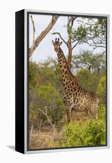 Giraffe (Giraffa camelopardalis), Mkhaya Game Reserve, Swaziland, Africa-Christian Kober-Framed Premier Image Canvas