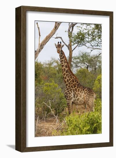 Giraffe (Giraffa camelopardalis), Mkhaya Game Reserve, Swaziland, Africa-Christian Kober-Framed Photographic Print