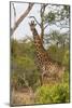 Giraffe (Giraffa camelopardalis), Mkhaya Game Reserve, Swaziland, Africa-Christian Kober-Mounted Photographic Print