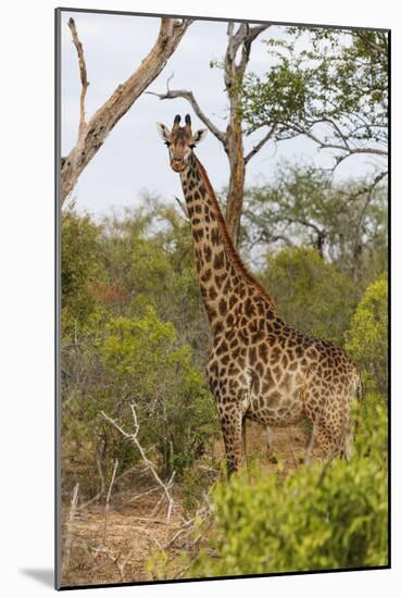 Giraffe (Giraffa camelopardalis), Mkhaya Game Reserve, Swaziland, Africa-Christian Kober-Mounted Photographic Print