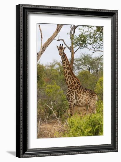 Giraffe (Giraffa camelopardalis), Mkhaya Game Reserve, Swaziland, Africa-Christian Kober-Framed Photographic Print