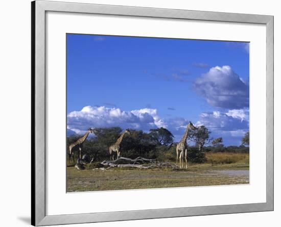 Giraffe, Giraffa Camelopardalis, Moremi Wildlife Reserve, Botswana, Africa-Thorsten Milse-Framed Photographic Print