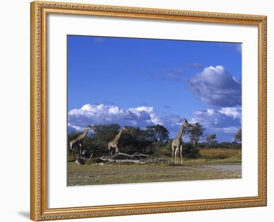 Giraffe, Giraffa Camelopardalis, Moremi Wildlife Reserve, Botswana, Africa-Thorsten Milse-Framed Photographic Print