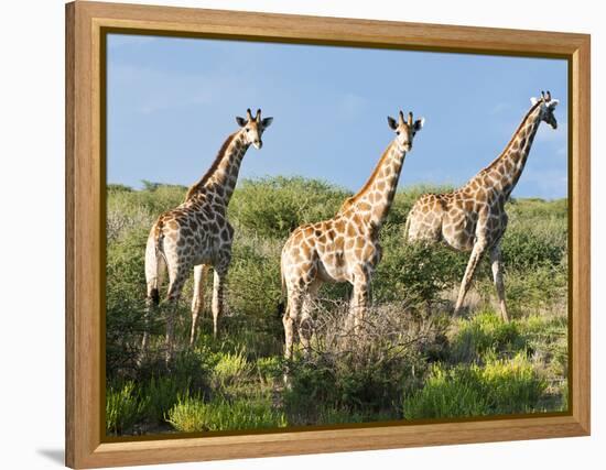 Giraffe (Giraffa Camelopardalis), Namibia, Africa-Nico Tondini-Framed Premier Image Canvas