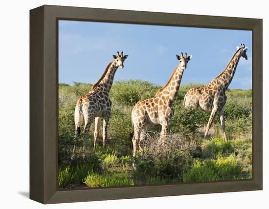 Giraffe (Giraffa Camelopardalis), Namibia, Africa-Nico Tondini-Framed Premier Image Canvas