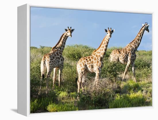 Giraffe (Giraffa Camelopardalis), Namibia, Africa-Nico Tondini-Framed Premier Image Canvas