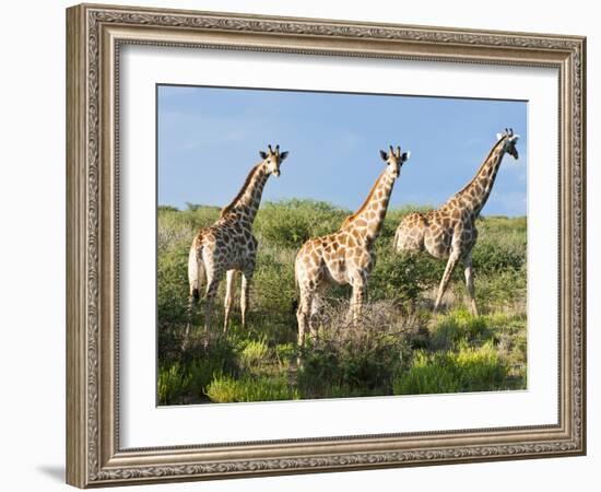 Giraffe (Giraffa Camelopardalis), Namibia, Africa-Nico Tondini-Framed Photographic Print