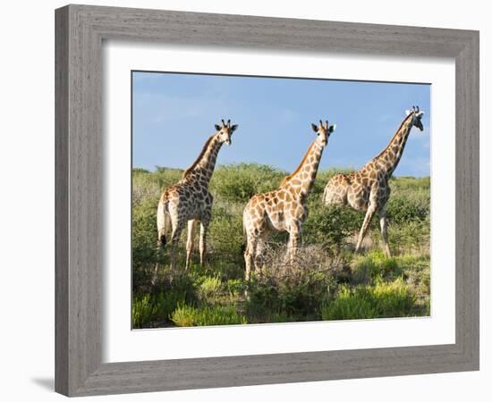 Giraffe (Giraffa Camelopardalis), Namibia, Africa-Nico Tondini-Framed Photographic Print