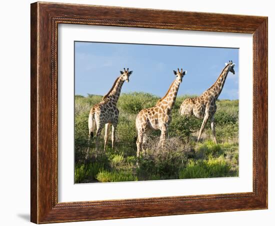 Giraffe (Giraffa Camelopardalis), Namibia, Africa-Nico Tondini-Framed Photographic Print