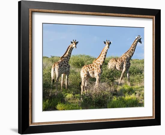 Giraffe (Giraffa Camelopardalis), Namibia, Africa-Nico Tondini-Framed Photographic Print