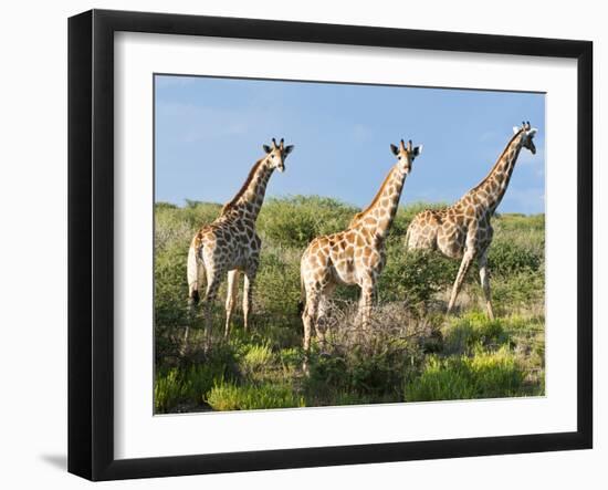 Giraffe (Giraffa Camelopardalis), Namibia, Africa-Nico Tondini-Framed Photographic Print