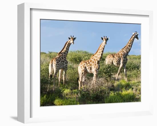 Giraffe (Giraffa Camelopardalis), Namibia, Africa-Nico Tondini-Framed Photographic Print
