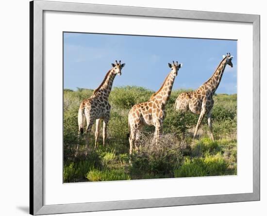 Giraffe (Giraffa Camelopardalis), Namibia, Africa-Nico Tondini-Framed Photographic Print