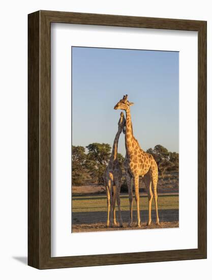 Giraffe (Giraffa Camelopardalis) Necking, Kgalagadi Transfrontier Park, Northern Cape, South Africa-Ann & Steve Toon-Framed Photographic Print