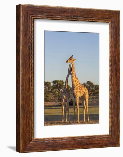 Giraffe (Giraffa Camelopardalis) Necking, Kgalagadi Transfrontier Park, Northern Cape, South Africa-Ann & Steve Toon-Framed Photographic Print