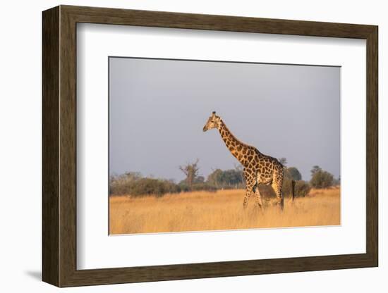 Giraffe (Giraffa camelopardalis), Okavango Delta, Botswana, Africa-Sergio Pitamitz-Framed Photographic Print