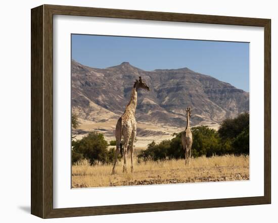 Giraffe (Giraffa Camelopardalis), Skeleton Coast National Park, Namibia, Africa-Sergio Pitamitz-Framed Photographic Print