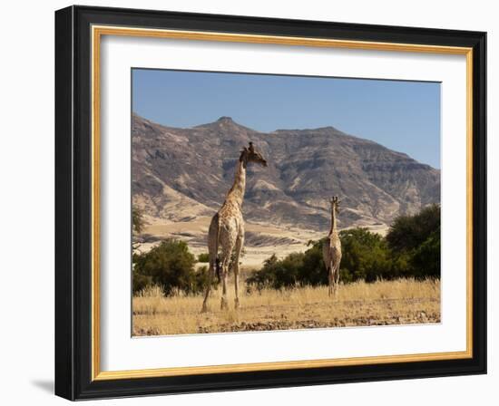 Giraffe (Giraffa Camelopardalis), Skeleton Coast National Park, Namibia, Africa-Sergio Pitamitz-Framed Photographic Print