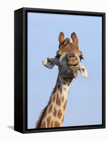 Giraffe (Giraffa Camelopardalis), with Redbilled Oxpecker, Hluhluwe-Imfolozi Park, South Africa-Ann & Steve Toon-Framed Premier Image Canvas