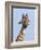 Giraffe (Giraffa Camelopardalis), with Redbilled Oxpecker, Hluhluwe-Imfolozi Park, South Africa-Ann & Steve Toon-Framed Photographic Print