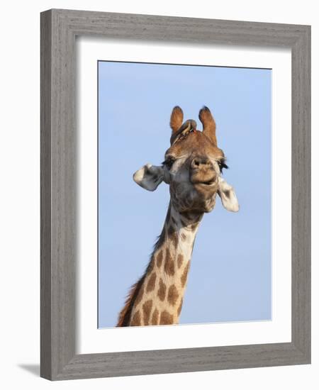 Giraffe (Giraffa Camelopardalis), with Redbilled Oxpecker, Hluhluwe-Imfolozi Park, South Africa-Ann & Steve Toon-Framed Photographic Print