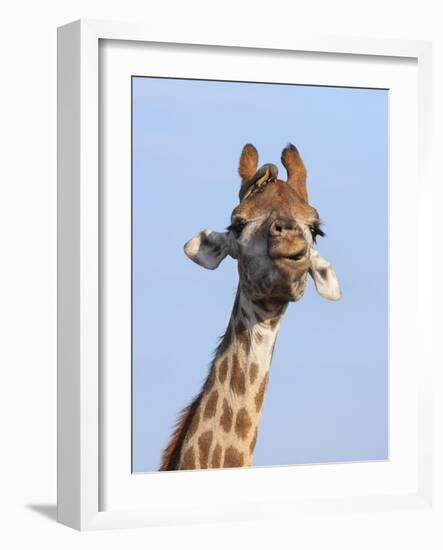 Giraffe (Giraffa Camelopardalis), with Redbilled Oxpecker, Hluhluwe-Imfolozi Park, South Africa-Ann & Steve Toon-Framed Photographic Print