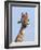 Giraffe (Giraffa Camelopardalis), with Redbilled Oxpecker, Hluhluwe-Imfolozi Park, South Africa-Ann & Steve Toon-Framed Photographic Print