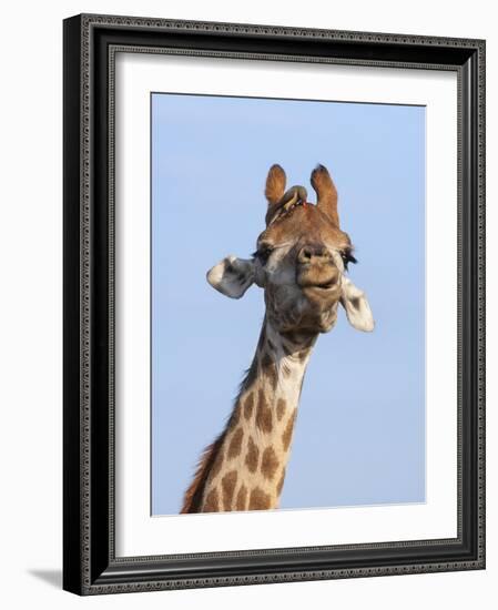 Giraffe (Giraffa Camelopardalis), with Redbilled Oxpecker, Hluhluwe-Imfolozi Park, South Africa-Ann & Steve Toon-Framed Photographic Print