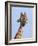 Giraffe (Giraffa Camelopardalis), with Redbilled Oxpecker, Hluhluwe-Imfolozi Park, South Africa-Ann & Steve Toon-Framed Photographic Print