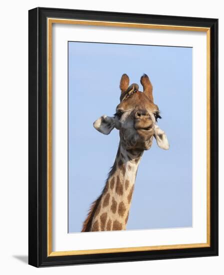 Giraffe (Giraffa Camelopardalis), with Redbilled Oxpecker, Hluhluwe-Imfolozi Park, South Africa-Ann & Steve Toon-Framed Photographic Print