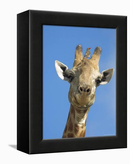 Giraffe, Giraffa Camelopardalis, with Redbilled Oxpecker, Mpumalanga, South Africa-Ann & Steve Toon-Framed Premier Image Canvas