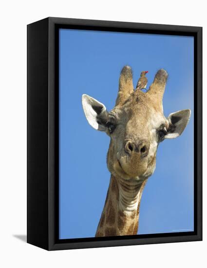 Giraffe, Giraffa Camelopardalis, with Redbilled Oxpecker, Mpumalanga, South Africa-Ann & Steve Toon-Framed Premier Image Canvas