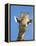 Giraffe, Giraffa Camelopardalis, with Redbilled Oxpecker, Mpumalanga, South Africa-Ann & Steve Toon-Framed Premier Image Canvas