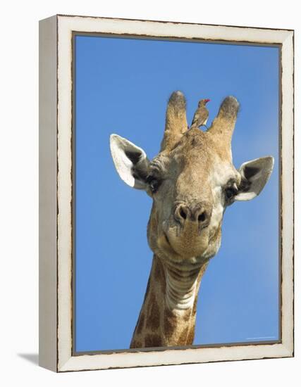 Giraffe, Giraffa Camelopardalis, with Redbilled Oxpecker, Mpumalanga, South Africa-Ann & Steve Toon-Framed Premier Image Canvas