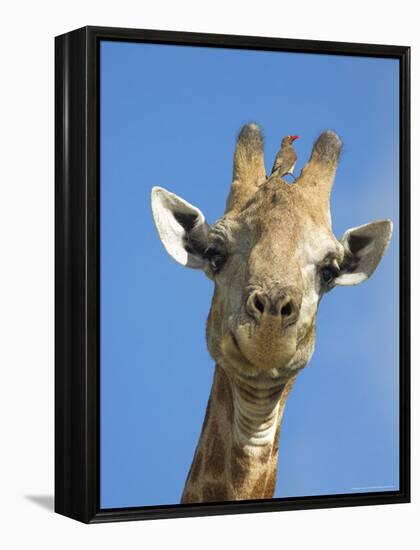 Giraffe, Giraffa Camelopardalis, with Redbilled Oxpecker, Mpumalanga, South Africa-Ann & Steve Toon-Framed Premier Image Canvas