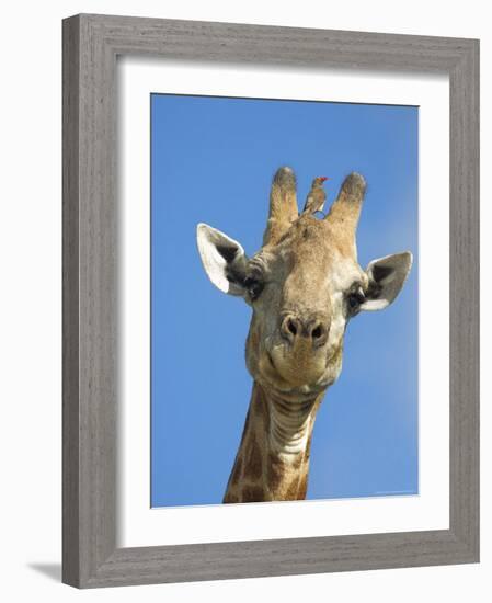 Giraffe, Giraffa Camelopardalis, with Redbilled Oxpecker, Mpumalanga, South Africa-Ann & Steve Toon-Framed Photographic Print