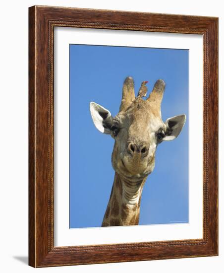 Giraffe, Giraffa Camelopardalis, with Redbilled Oxpecker, Mpumalanga, South Africa-Ann & Steve Toon-Framed Photographic Print