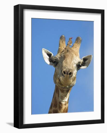 Giraffe, Giraffa Camelopardalis, with Redbilled Oxpecker, Mpumalanga, South Africa-Ann & Steve Toon-Framed Photographic Print